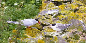 Artic Tern and Young